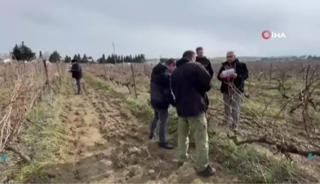 Tekirdağ'da bağ budama yarışması