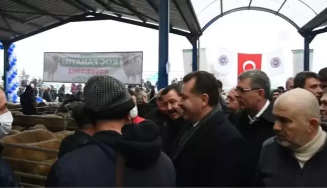 BALIKESİR - Gönen'de koç panayırı düzenlendi