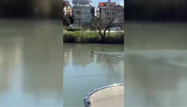 Manavgat Irmağı'nda Akdeniz foku görüldü