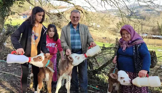 Üçüz doğan buzağılarına bebek gibi bakıyorlar