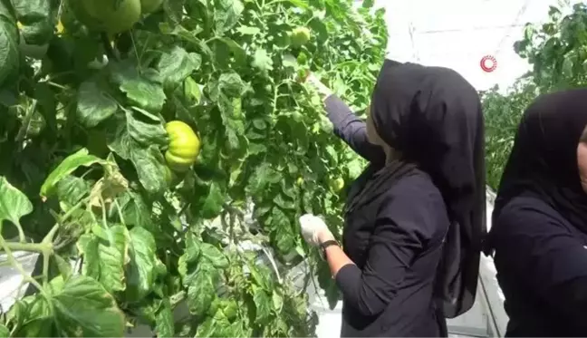 Kadın eli her alanda, bu tesiste çalışanların neredeyse tamamı kadın