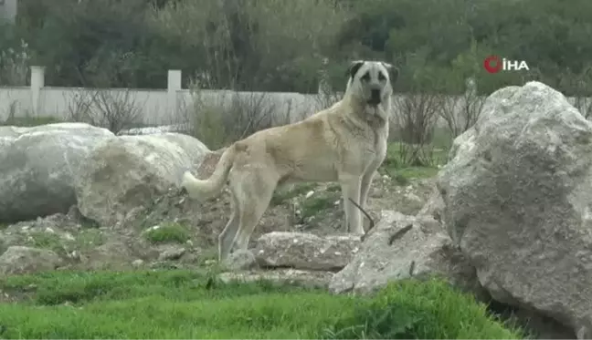 Tedavisi süren 9 yaşındaki Mahra'dan ilk kare