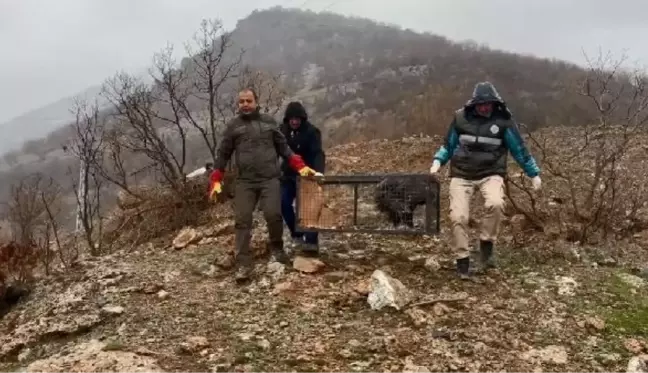 TEDAVİLERİ TAMAMLANAN YABAN HAYVANLARI HAKKARİ'DE DOĞAYA SALINDI