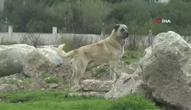 Tedavisi süren 9 yaşındaki Mahra'dan ilk kare