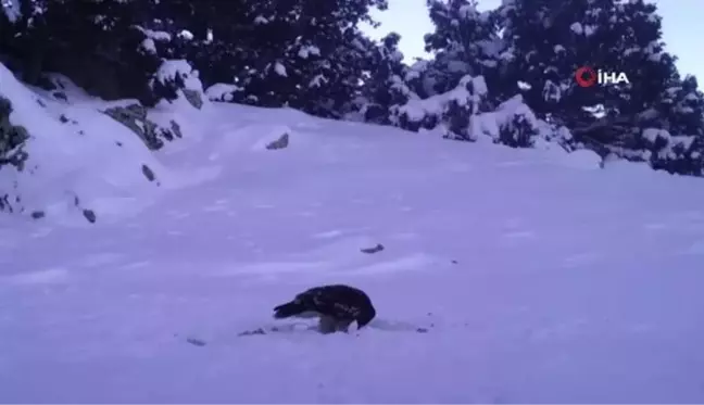 Yaban hayvanlarının yem telaşı böyle görüntülendi