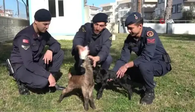 Son dakika haberi! Öksüz oğlakları jandarma biberonla besliyor... İki yavruya jandarma karakolu bahçesinde bakılıyor