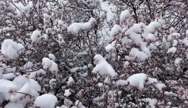 Çiçek açan badem ağaçları beyaza büründü