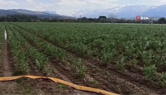 Baklanın hasadı soğuk hava nedeniyle gecikti