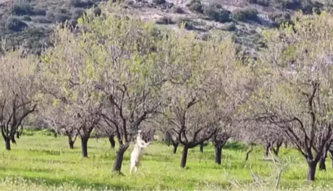 Datça'da mevsimin ilk badem çağlası hasadı başladı