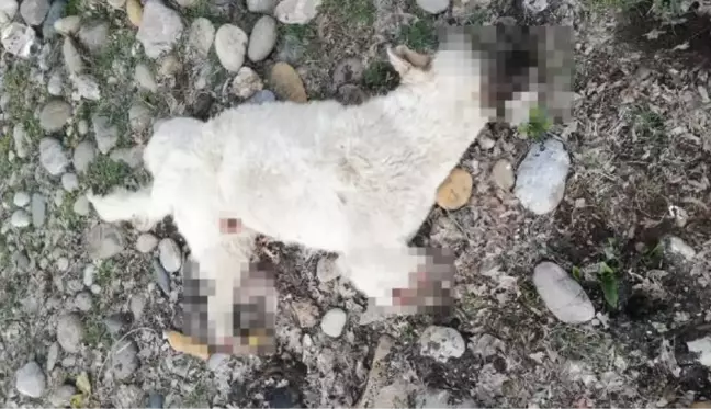 TUNCELİ'DE BACAKLARI KESİLMİŞ ÖLÜ SOKAK KÖPEĞİ BULUNDU