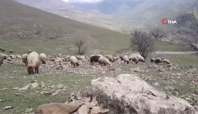 Derecik'te koyunlar meralara çıkmaya başladı