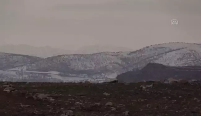 Siirt'te etkili olan yağış üreticilerin yüzünü güldürdü