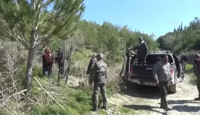 Kuşadası'ndaki avcılar, yabani meyve ağaçlarını aşıladı