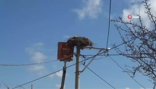 Leylek yuvalarında bahar temizliği