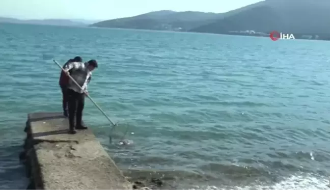 Nesli tükenmekte olan ölü caretta caretta görenleri şok etti