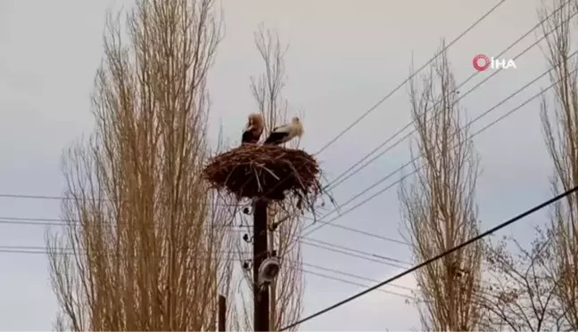 Aynı yere yuva yapan leylekler köyün simgesi oldu