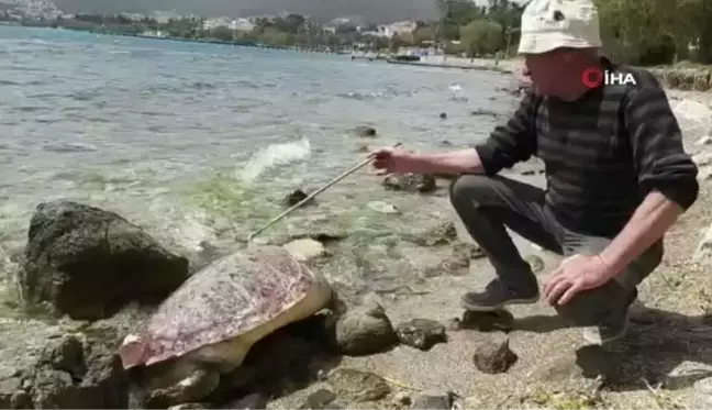 Datça'da telef olan caretta caretta kıyıya vurdu