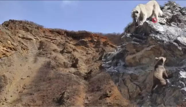 Tunceli'de yaban hayvanları başıboş köpeklerin hedefinde