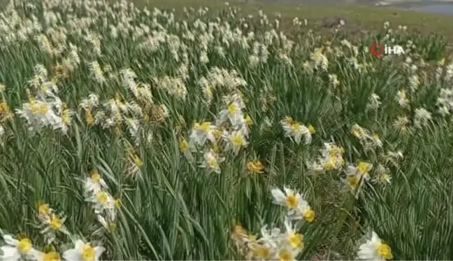 Gerger'deki yabani nergisler yerli turistlerin ilgi odağı oluyor