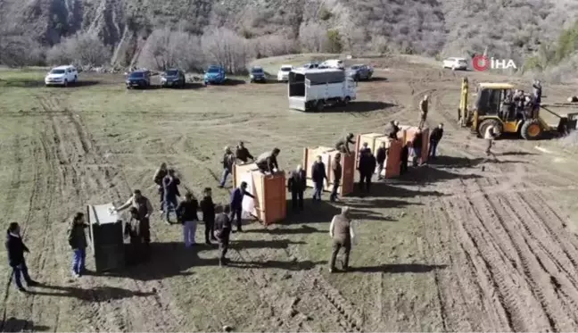 Zıplarayarak özgürlüklerine kavuştular...5 kızılgeyiğin doğaya salınma anları renkli görüntüler oluşturdu