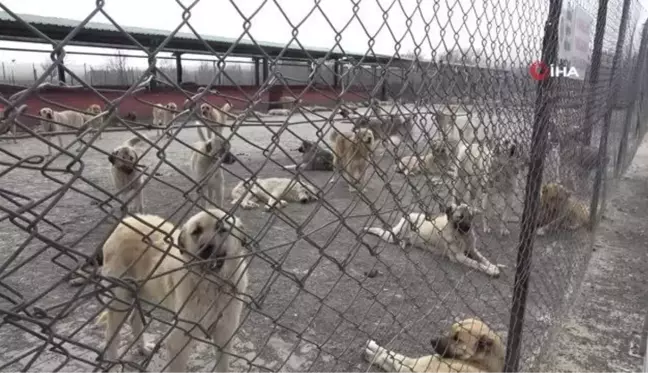 Geçici bakımevi, sokak hayvanlarını yuvalara kavuşturuyor