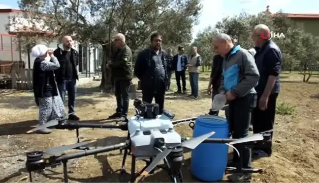 Balıkesir'de zeytin ilaçlamasında dron kullanılmaya başlandı