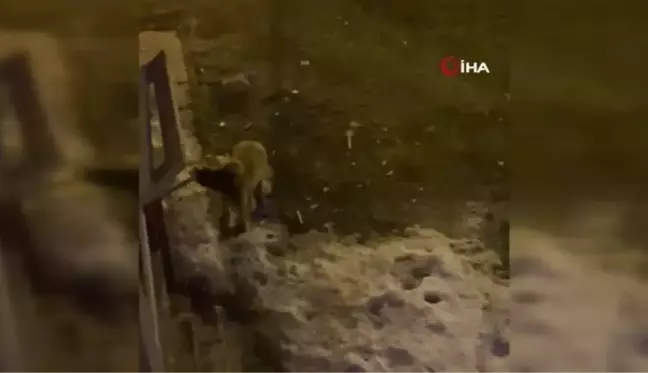 Aç kalan yavru ayı ilçe merkezine indi