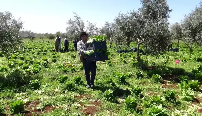 Tarlada 2, markette 15 lira! Üretici aracıların daha fazla kazanmasından dert yanıyor