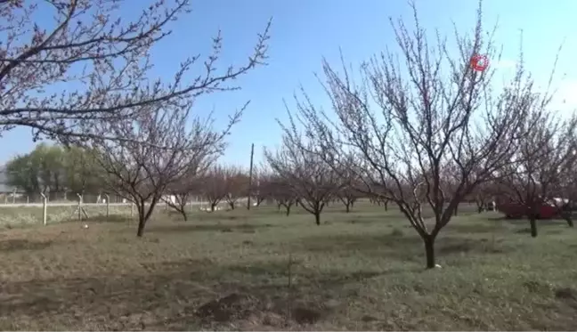 Ağaçları don vuran kayısı üreticisi, destek istedi