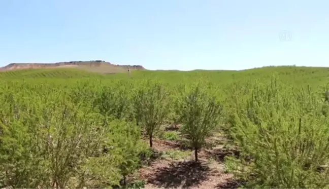 Badem ağaçları zirai dondan etkilendi