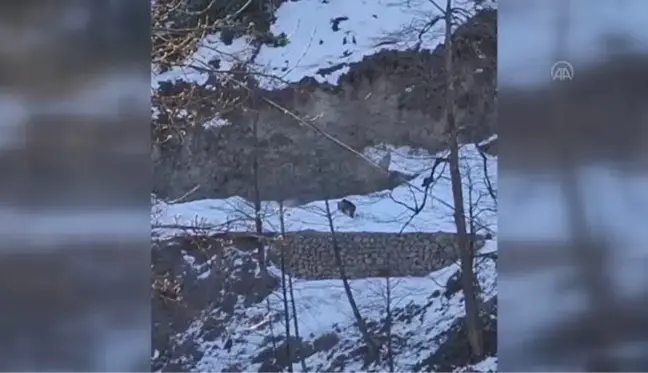 Rize'de yiyecek arayışındaki ayı görüntülendi