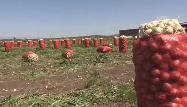 Amik Ovası'nda mevsimlik işçileri ramazanda mesaide