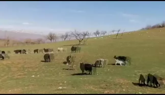 Malatya'da Köylüler Altın Madenine Karşı Eylem Yaptı: 