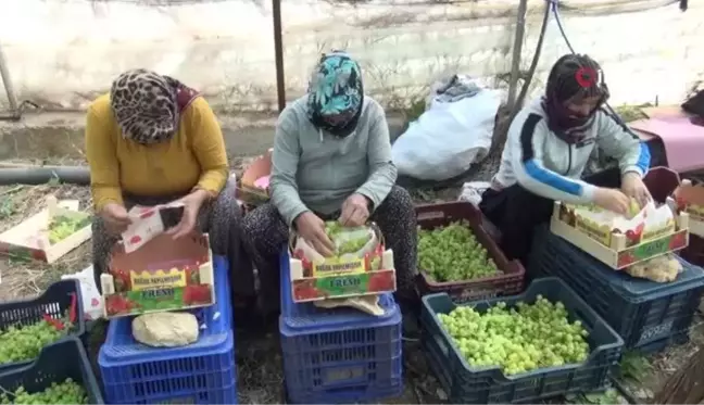 Mersin'den Dubai ve Rusya'ya üzüm... Silifke'de serada yetiştirilen üzümün kilosu 130 ile 150 liradan ihraç edildi