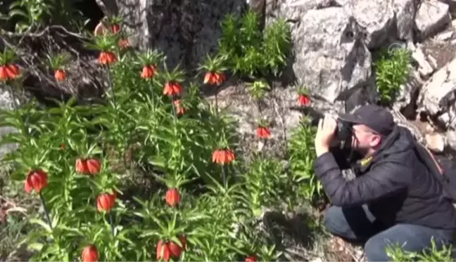 KAHRAMANMARAŞ - Ters laleler fotoğrafçıların rotası oldu