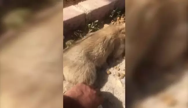 Siirtil Hayvansever, Yaralı Köpeği Uçakla Hastaneye Taşıdı