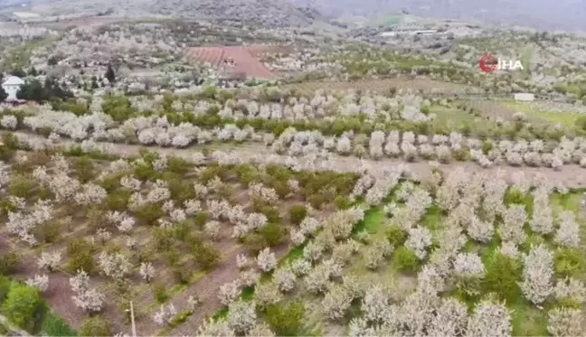 Binlercesi çiçek açtı, beyaz gelinliğini giydi