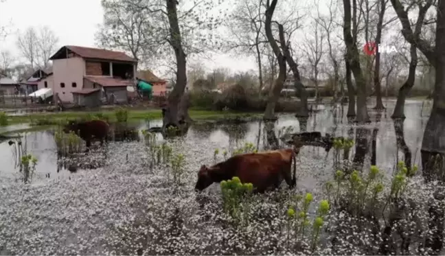 Kuş Cenneti'nde su papatyası güzelliği