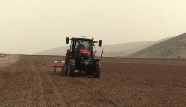 Ekimine başlanan ayçiçeğinde yüksek rekolte hedefleniyor