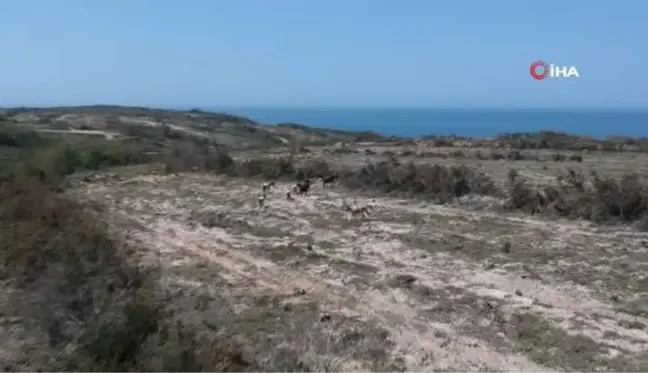 Dron gören yılkı atların şaşkınlığı böyle görüntülendi