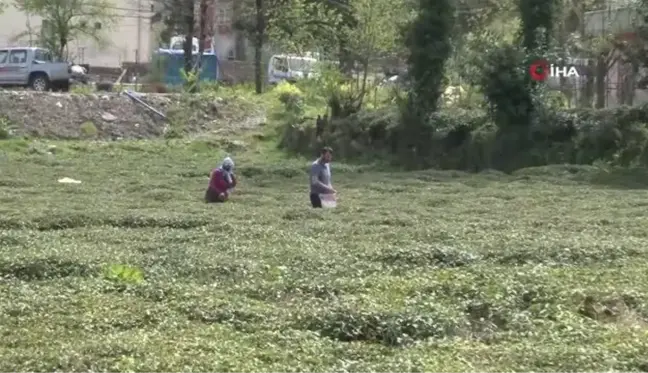 Doğu Karadeniz'i çay telaşı sardı... Üreticiler son hazırlıklarını yapıyor