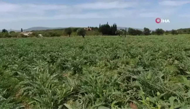 Hava şartları nedeniyle sakız enginarında rekolte düşük