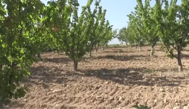 Sezonun ilk kirazı Manisa'da hasat edildi