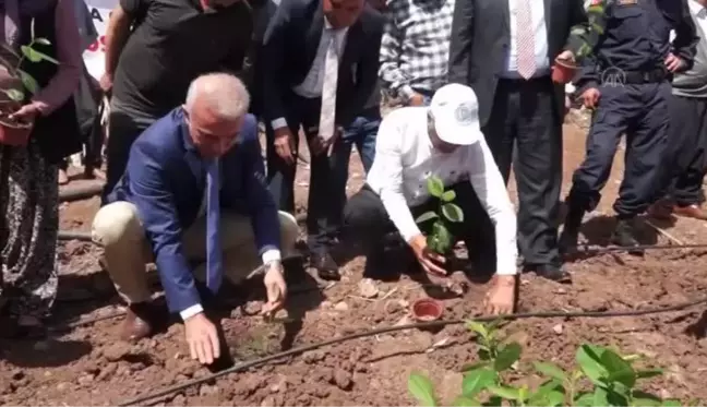 Kadın üreticiler aronya üretimine başladı