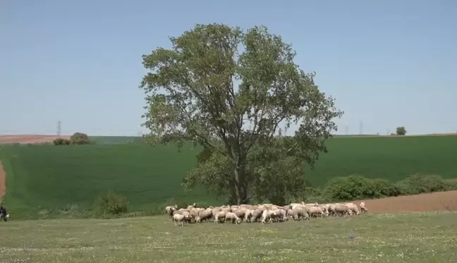 Sütü Elinde Kalan Üretici: 