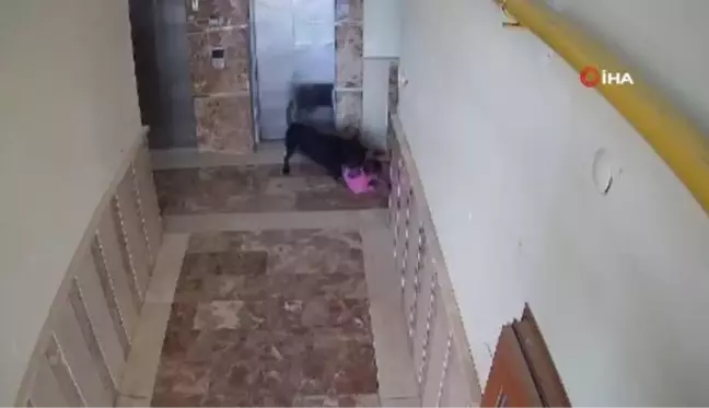 Son dakika haberi... Başıboş köpeğin saldırısına uğrayan 5 yaşındaki çocuk yaralandı...O anlar kamerada