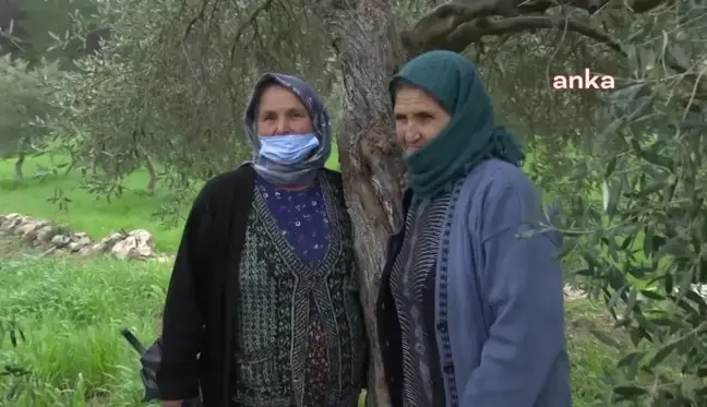 Enerji ve Tabii Kaynaklar Bakanlığı, Zeytinlikleri Madenciliğe Açan Yönetmeliği Savundu: