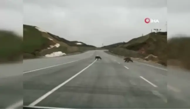 Kış uykusundan uyanan ayılar kara yoluna indi