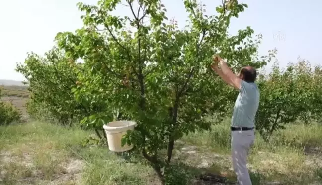 Tescilli Mut kayısısında hasat başladı