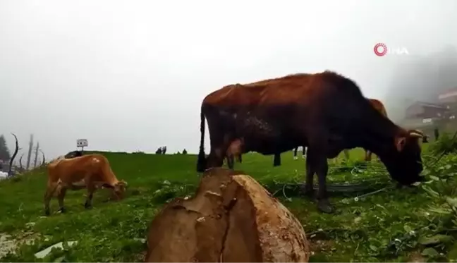 Sisli havaya rağmen tatilciler Ayder Yaylası'na akın etti